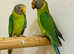 Beautiful young plum headed parrot