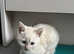 White Bengal cross kitten looking for forever home
