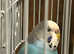 Pairs of breeding budgies