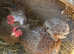 2 PEKIN HENS