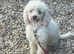 Ready now 1 beautiful patterpoo boy