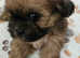 Shichon /Zuchon puppies (Shih tzu x Bichon)