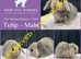 Baby Mini Lop Bunnies - 2 LEFT - Ready Monday
