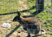 Wallaby