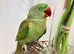 Stunning baby alexandrine parrot