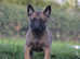 KC registered Belgian Malinois