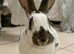 Beautiful male in door rabbit needs a new home.