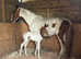 Mare &foal