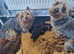 Adorable Yorkshire Terrier puppies for sale