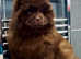 Chocolate chow chow male pup