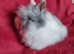 Gorgeous Double Maned Lionhead Baby Boy
