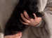 Beautiful Patterdale lakeland puppies ready now