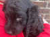 Irish water spaniel puppy