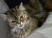 Beautiful Pure Persian Girl - stunning colours