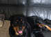 Rottweiler Puppies Looking for Loving Homes