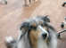 Wanted Rough collie/Shetland sheepdog or Blue Merle wanted