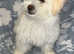 Bichon girl