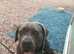 Cane corso Lola