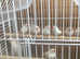 zebra finch wanted
