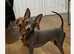 3 miniature pinscher puppies