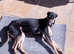Shadow lurcher male to pet home only