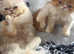 3 Beautiful Persian Exotic ultra x Persian kittens for sale