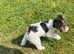 ready to go fox terriers