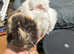 Now Reserved . 2 Pretty female baby guinea pigs.