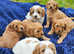 Beautiful cavapoo puppies for sale