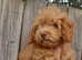Stunning cavapoo's mixed colours in which are beautiful gold and cream roan light gold and darker gold looking for there forever homes