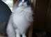 Ragdoll kitten
