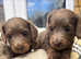 Longhaired miniature dachund puppies for sale