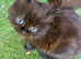 FOR SALE MAINE COON x SIBERIAN FOREST CAT