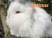 Two Lionhead rabbits for sale