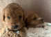 Not your average cockapoo puppies, six gold variations