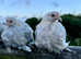 Sablepoot point of lay bantams
