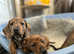 Beautiful brindle and red dachshunds.