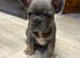 French bulldog pups ready to leave