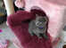 Beautiful Russian Blue kittens 9 weeks with 5 weeks insurance