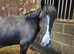 Project/companion *quick sale proffered* due to lack of jockey/time