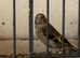 Linnet finches