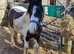 BAY & WHITE GELDING  2 YRS OLD