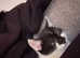 Boy kitten