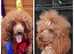 Beautiful Cavapoo puppy's ready for their new homes