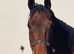 Stunning and substantial 17h 9yo Irish NH /Pt2Pt ROR bay TB gelding