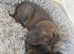1 BULLY GIRL LEFT ASAP