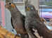 Hand reared baby Cockatiels
