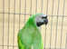 Steady Derbyan Talking parrot