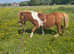 Beautiful 3 year old Shetland gelding