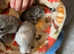 chinchilla kits 1 girl 2 boys